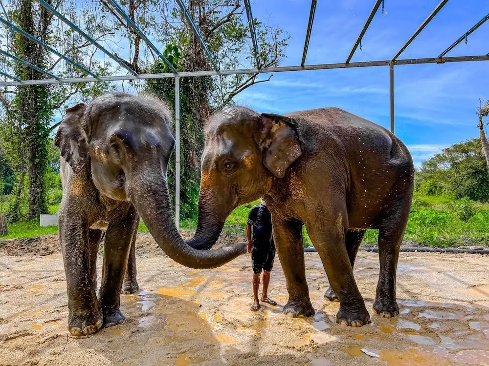 Phuket Elephant Care — 1