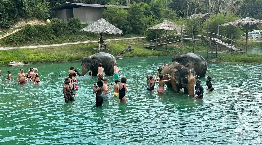 Phuket Elephant Care — 3