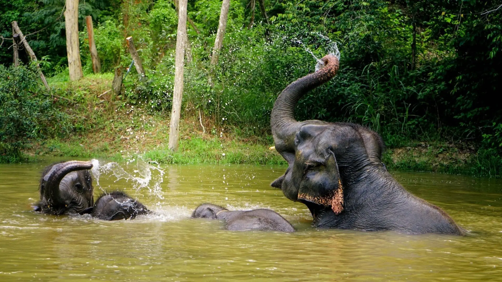 Phuket Elephant Care — 4