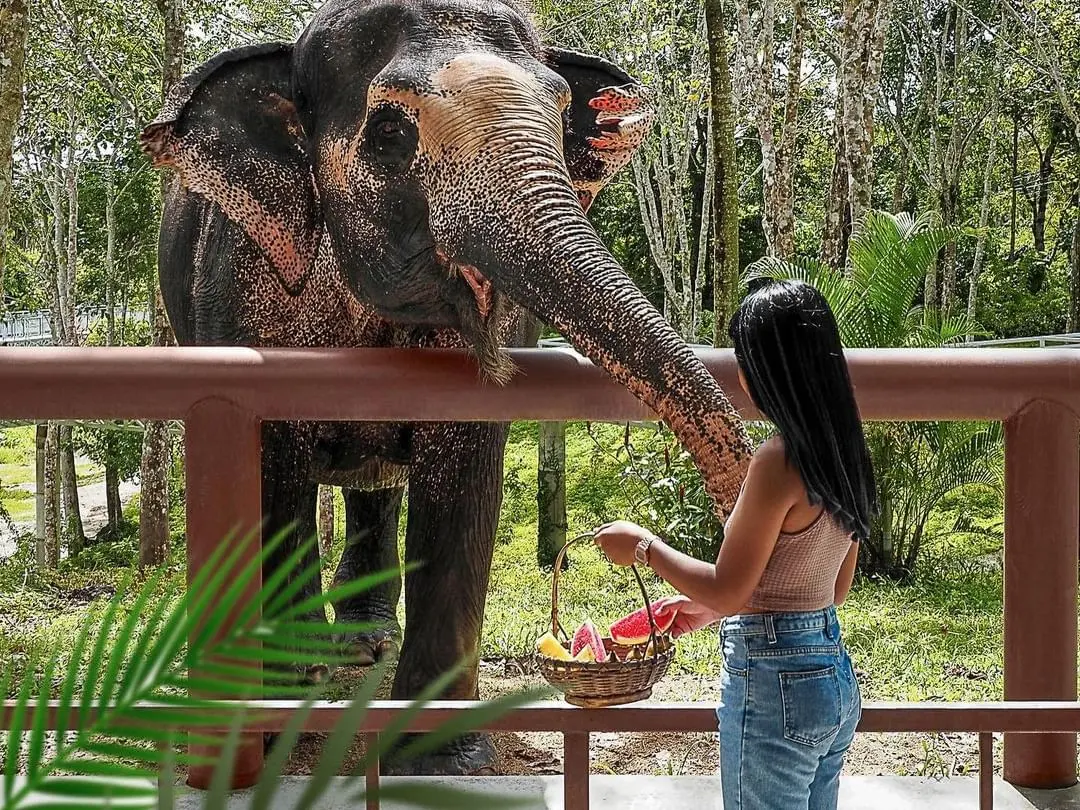 Phuket Elephant Care — 7